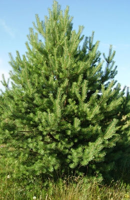 Сосна категории VIP 4 метра