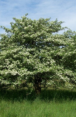Яблоня сибирская 5 метров