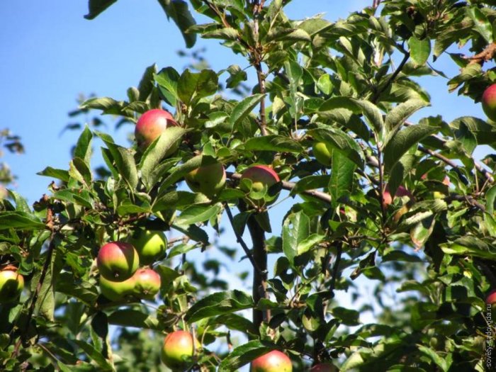 Деревья плодовые 7-8 лет (яблоня, слива, груша, вишня)