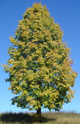 Липа мелколистная Липа мелколистная