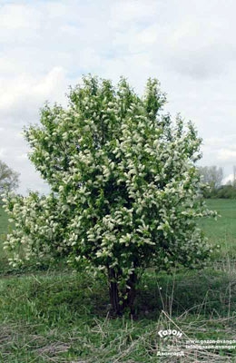 Черемуха обыкновенная кустовая 5 метров