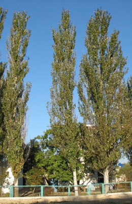 Тополь полупирамидальный 6 метров