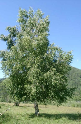 Береза бородавчатая 5 метров