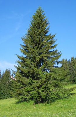 Ель обыкновенная, сибирская 8 метров
