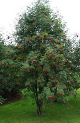 Рябина обыкновенная кустовая 6 метров