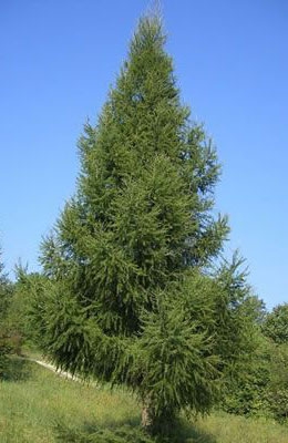 Лиственница европейская 5 метров
