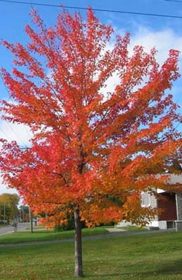 Клен канадский Клен канадский