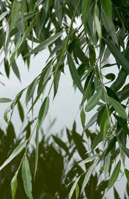 Ива серебристая, свердловская, ломкая 4 метра