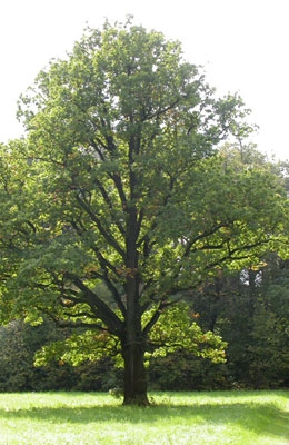 Дуб черешчатый 8 метров