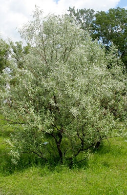 Лох серебристый 4 метра