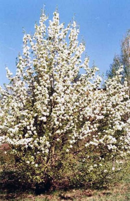 Груша уссурийская 7 метров