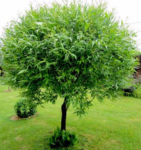 Ива шаровидная